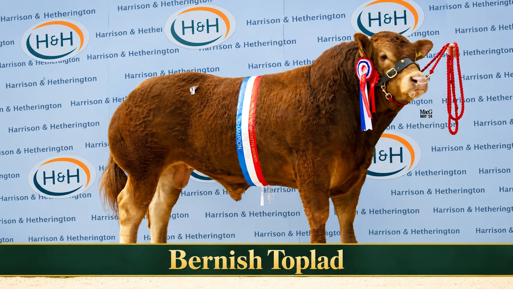 Exciting New Roxy × Bernish Toplad Embryos