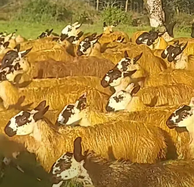 Mule Ewe Lambs Heading to Stranorlar Mart